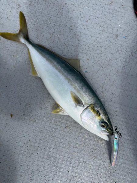 サゴシ祭りからの〜