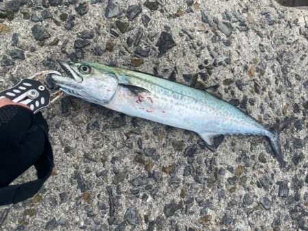 サゴシとアオリイカ