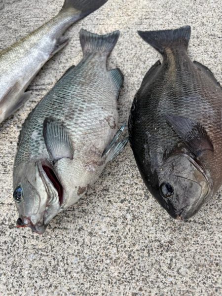 エビ撒きでグレ釣れてます