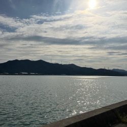 サヨリいっぱい