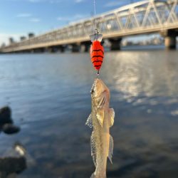 ハゼもそろそろ⁉︎