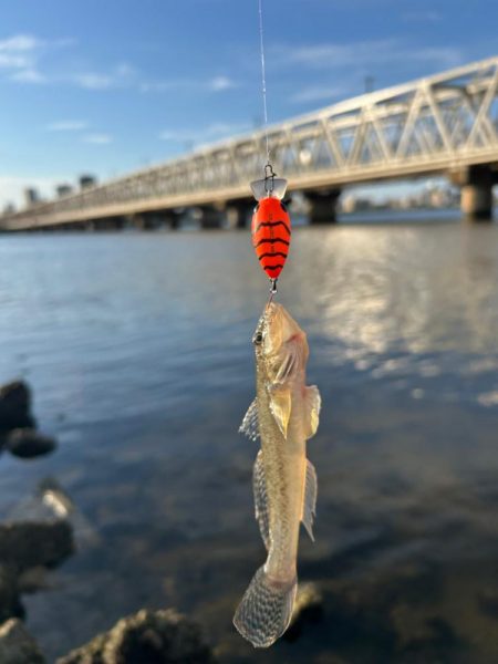 ハゼもそろそろ⁉︎