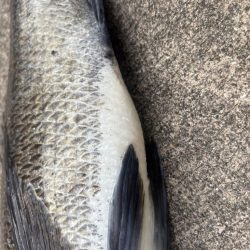 残暑残る中チヌさん好調です