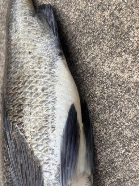 残暑残る中チヌさん好調です