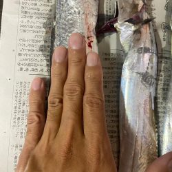 マリーナで太刀魚〜!