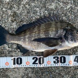 朝マヅメチヌ2匹