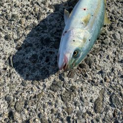 ３ヶ月ぶりの青物