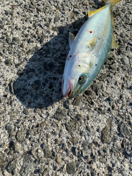 ３ヶ月ぶりの青物