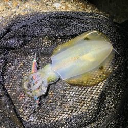 秋🦑連日連夜釣行😊