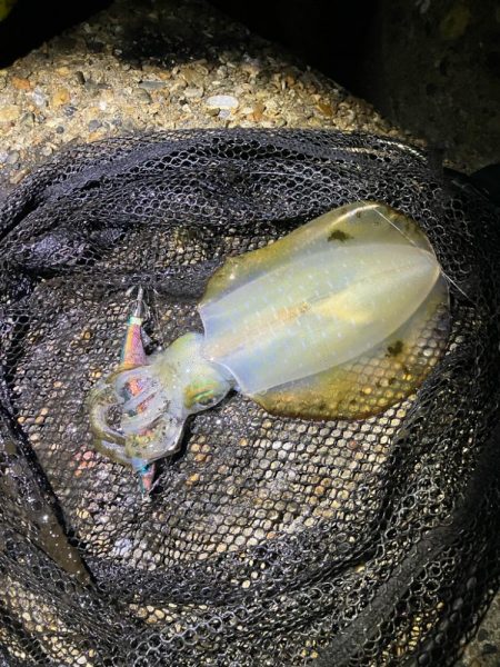 秋🦑連日連夜釣行😊