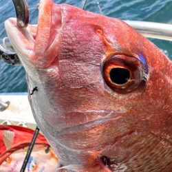 マダイ/ひとつテンヤ