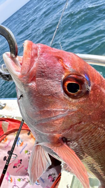 マダイ/ひとつテンヤ