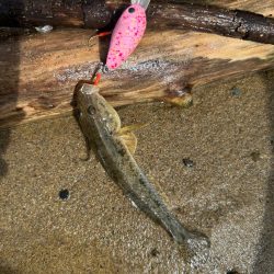 今日もやっぱりハゼクラ！