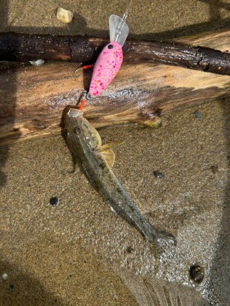 今日もやっぱりハゼクラ！