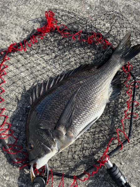 ヘチってきました