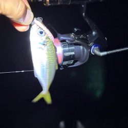 アジングは好調エギングはイカ不在