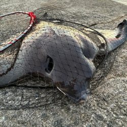 尻尾が付いた座布団でした・・・