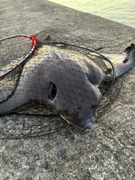 尻尾が付いた座布団でした・・・