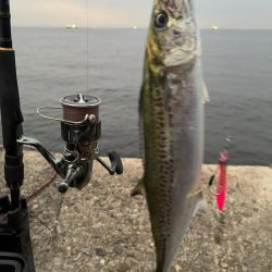 今年はサゴシの当たり年か⁉︎