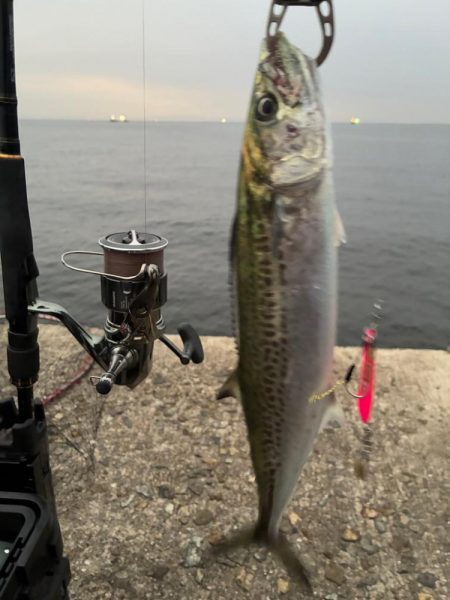 今年はサゴシの当たり年か⁉︎