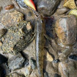 まだハゼクラ！