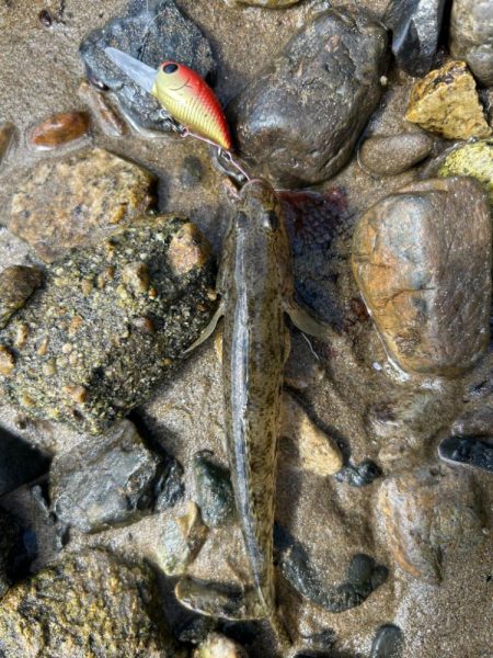 まだハゼクラ！