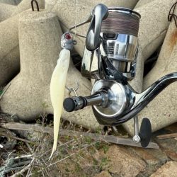 フラットフィッシュ