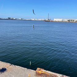 サヨリと、イワシ