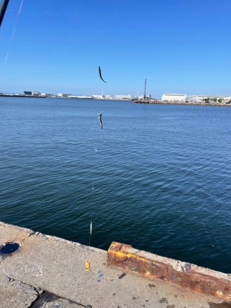 サヨリと、イワシ