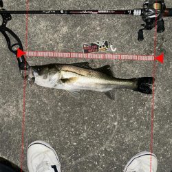 初ジョイクロ70フィッシュ!