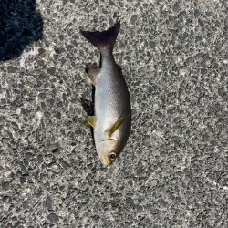 灼熱の小浦一文字