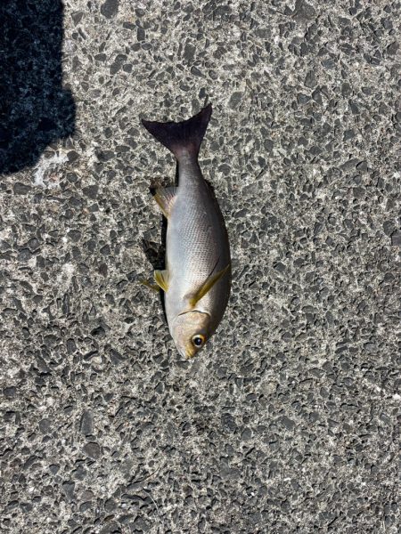 灼熱の小浦一文字