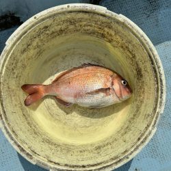 チヌ釣り
