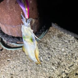 フルムーンに誘われて