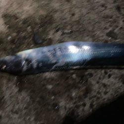 イカのちタチウオ