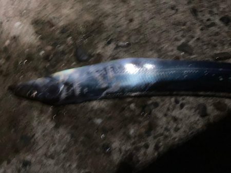イカのちタチウオ