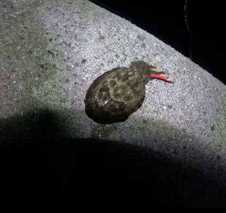 秋イカスタート