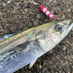 今週もサゴシ好調！