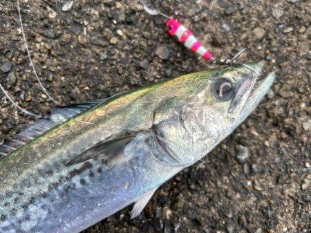 今週もサゴシ好調！