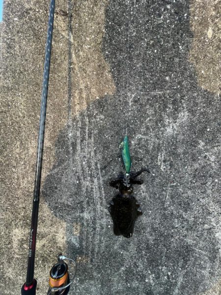 エギング　厳しい………