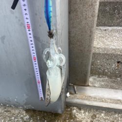 エギングとサビキ