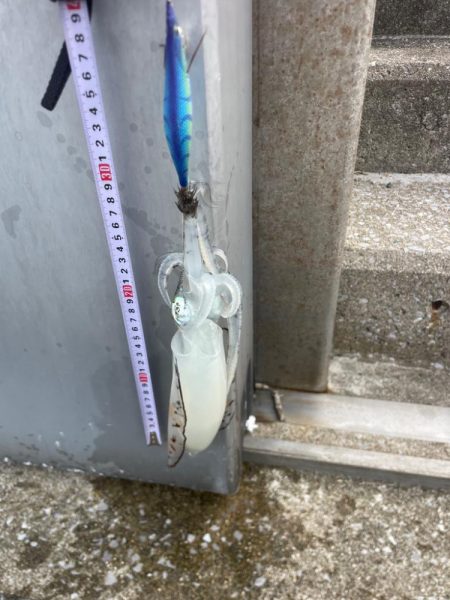 エギングとサビキ