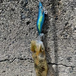 ようやくお持ち帰りサイズゲット‼️