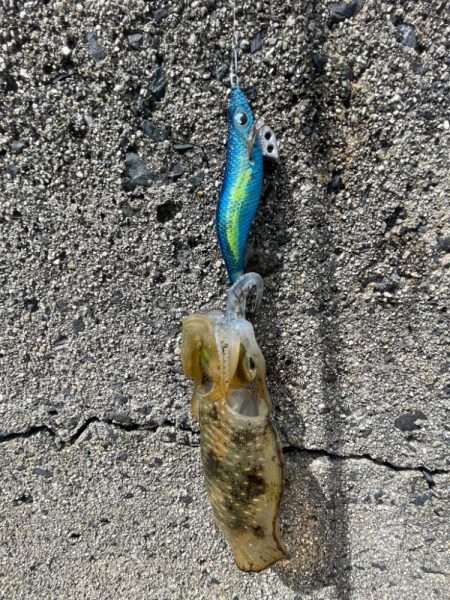 ようやくお持ち帰りサイズゲットȃ…