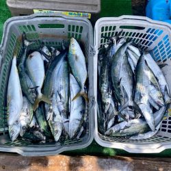 サゴシ入れ食い