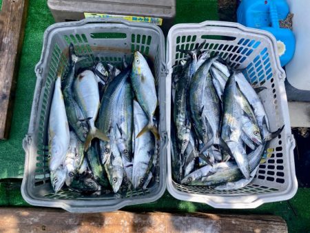 サゴシ入れ食い