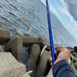 進撃のシロギスタ