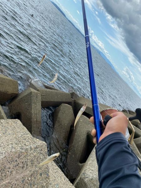 進撃のシロギスタ