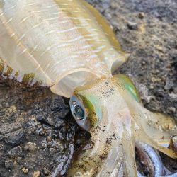 2025 佐渡ヶ島エギング Vol.13【9月20日】