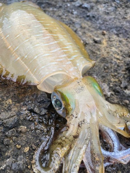 2025 佐渡ヶ島エギング Vol.13【…